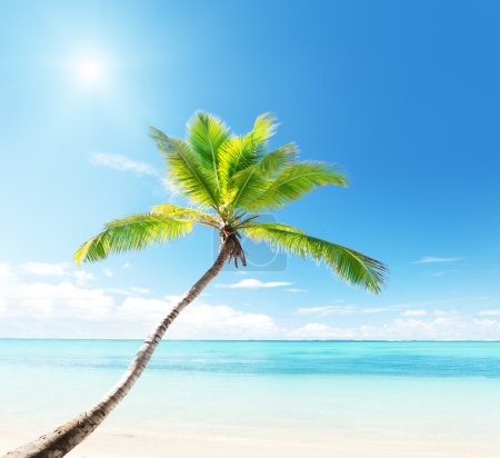 Palm on Caribbean beach