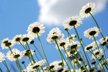 Daisies with blue sky