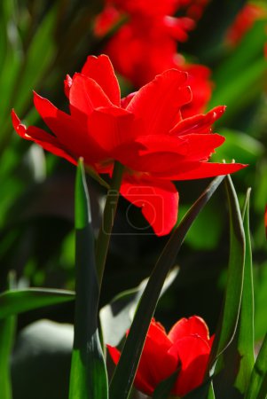 Red tulip close