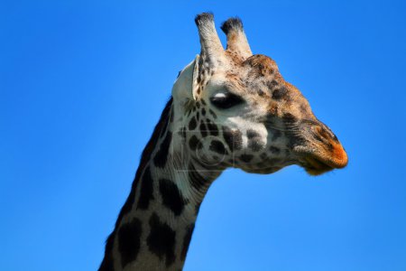 Portrait of Giraffe