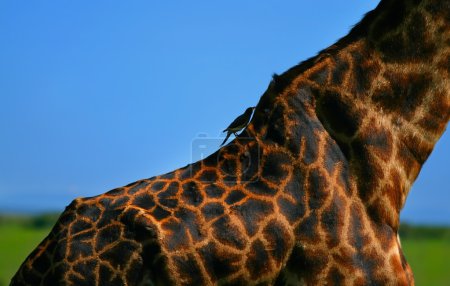 Close-up on Giraffe skin