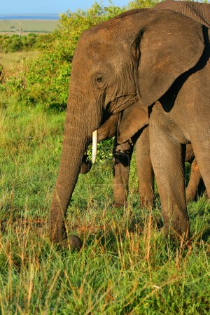 African Elephant in the wild