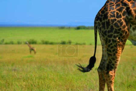 Close-up on Giraffe skin
