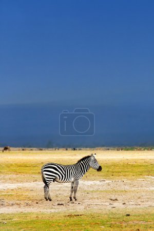 African Wild Zebra