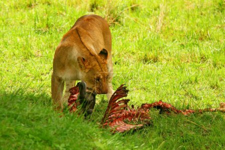 Wild africam lioness eating wildebeest