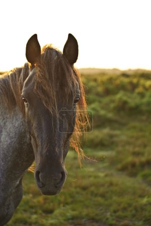 Beauttiful close up of New Forest pony horse bathed in fresh daw