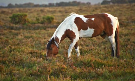 Close up of brown and white New Forest pony horse at sunrise in