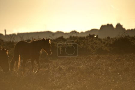 Beautiful image of New Forest pony horse backlit by rising sun