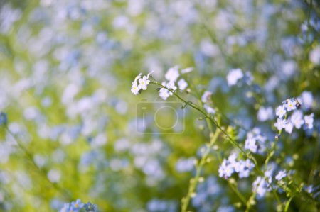 Spring nature background with forget-me-not flowers and defocuss