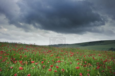 Vibrant poppy fields under moody dramatic sky