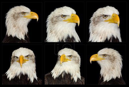 Full frontal portrait of American symbol bald eagle isolated on