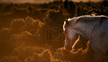 Beautiful image of New Forest pony horse backlit by rising sun