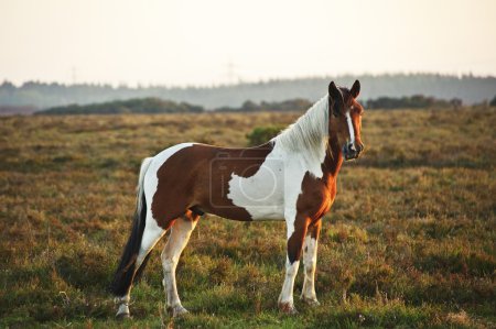 Beautiful image of New Forest pony horse backlit by rising sun