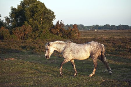 Beauttiful close up of New Forest pony horse bathed in sunlight