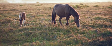New Forest pony mare and foal bathed in sunrise light