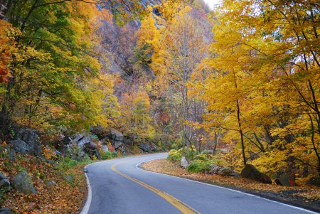 Autumn woods foliage with road