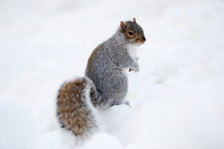 Squirrel with snow in winter