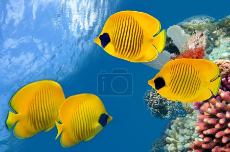 Masked Butterfly Fish.