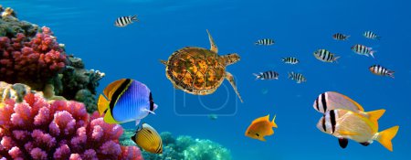 Underwater panorama with turtle, coral reef and fishes. Sharm el