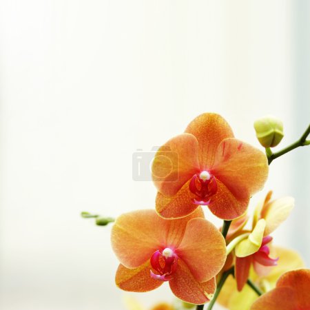 Orange orchid flower