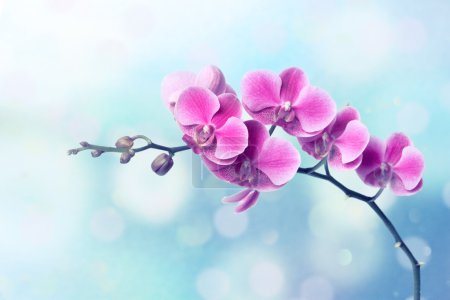 Orchid flowers on blurred blue background