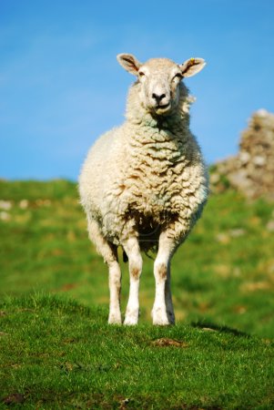 Sheep at farm