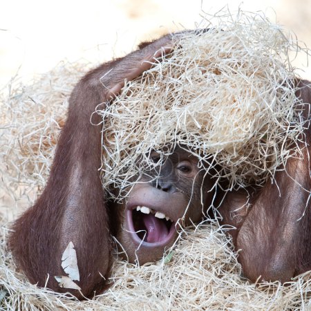 Cute orangutan hiding under hay