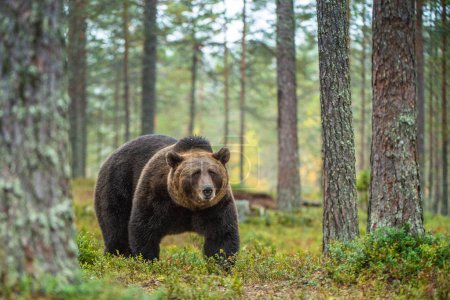 Brown bear in the autumn forest. Scientific name: Ursus arctos. Natural habitat.