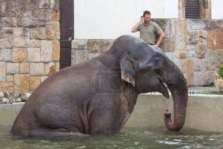 BUDAPEST, HUNGARY - MARCH 30, 2017: Zookeeper looking at Asian elephant (Elephas maximus) bathing at Budapest Zoo in Budapest, Hungary.