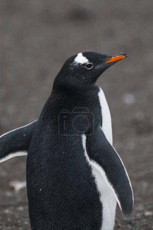 Gentoo Penguin on beach of Antarctica