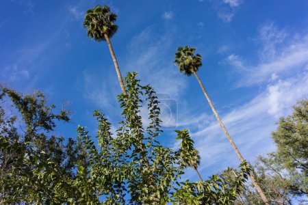 low angle view of two big palm tree