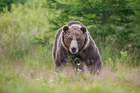 Massive aggressive male brown bear. ursus arctos. on summer meadow.