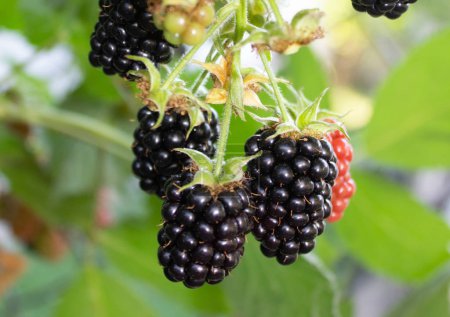 The blackberry is natura
