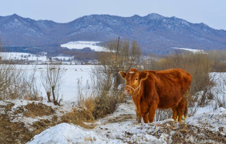 Brown long hairs cows at snow landscape in Heilongjiang Province, North of China.