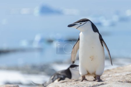 Chinstrap penguin on the beach in Antarctica