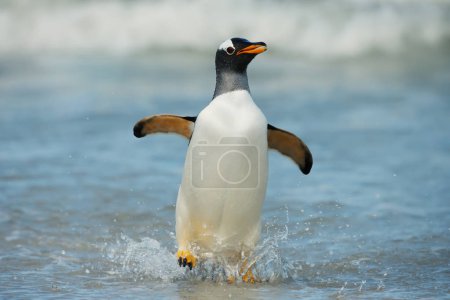 Gentoo penguin coming on shore from Atlantic ocean, Falkland islands.