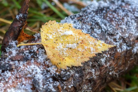 Birch leaf on the trunk of pine with snow grains