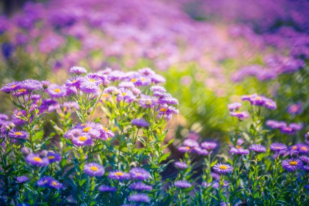 Purple field of flowers, blurred spring summer landscape. Bright sunny nature view, closeup violet floral backdrop