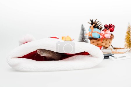 selective focus of small rat in santa hat isolated on white 