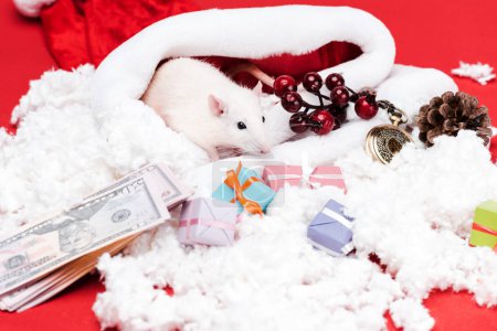cute mouse near presents and dollar banknotes isolated on red 