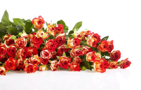 Roses in a bunch isolated on a white background with space for t