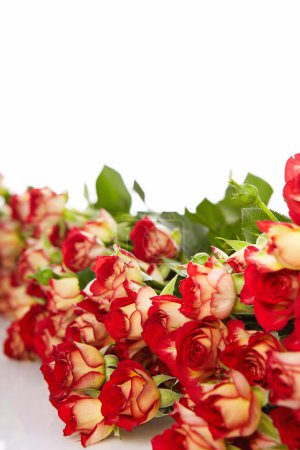 Roses in a bunch isolated on a white background with space for t