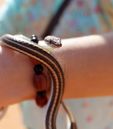 Snake in a girl hand