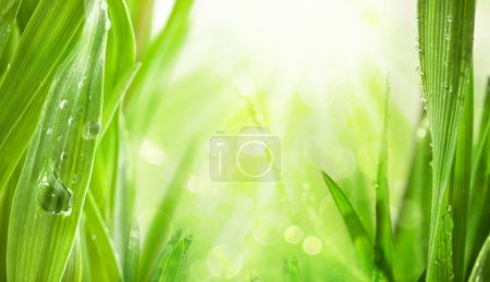Rays of the sun, water drops background
