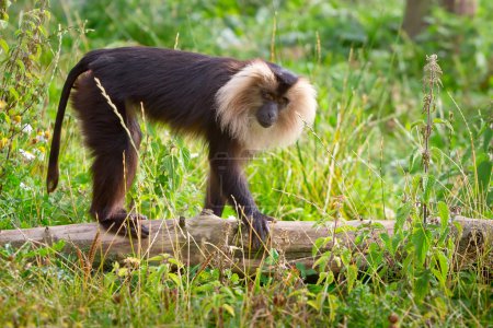 Lion tailed macaque monkey