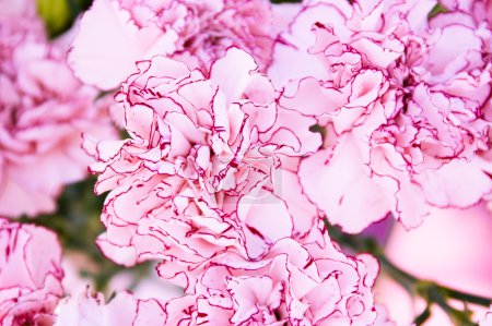 Close-up of colourful pink flowers. Background