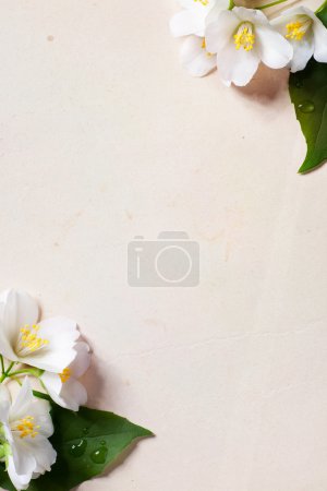 Art jasmine spring flowers frame on old paper background
