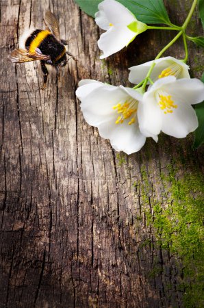 Bee and flower jasmine