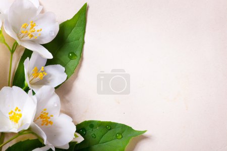 Jasmine spring flowers on old paper background