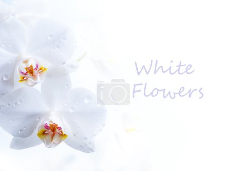 Spring white flower on white background